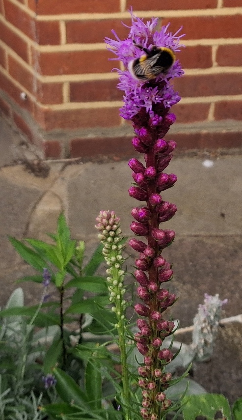 liatris with bee