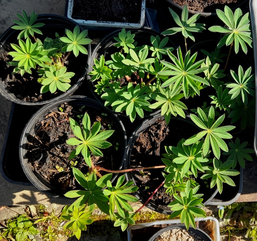 lupins Sainsbury's