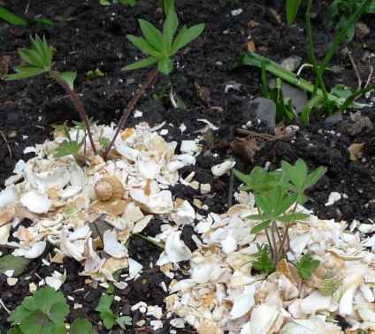 lupins with crushed shell mulch