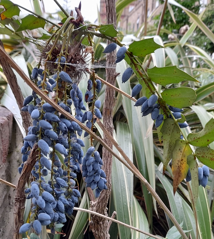 mahonia oregon grapes