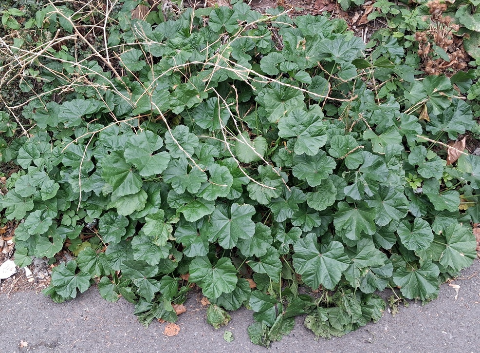 mallow