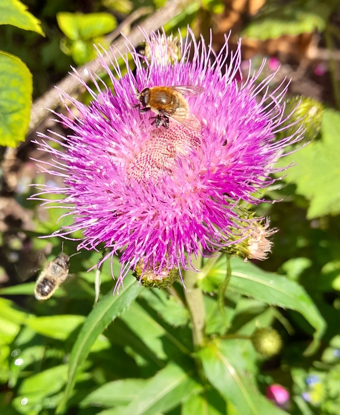 melancholy thistle with bees