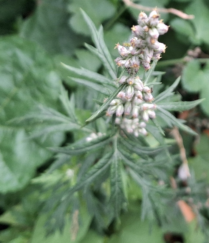 mugwort