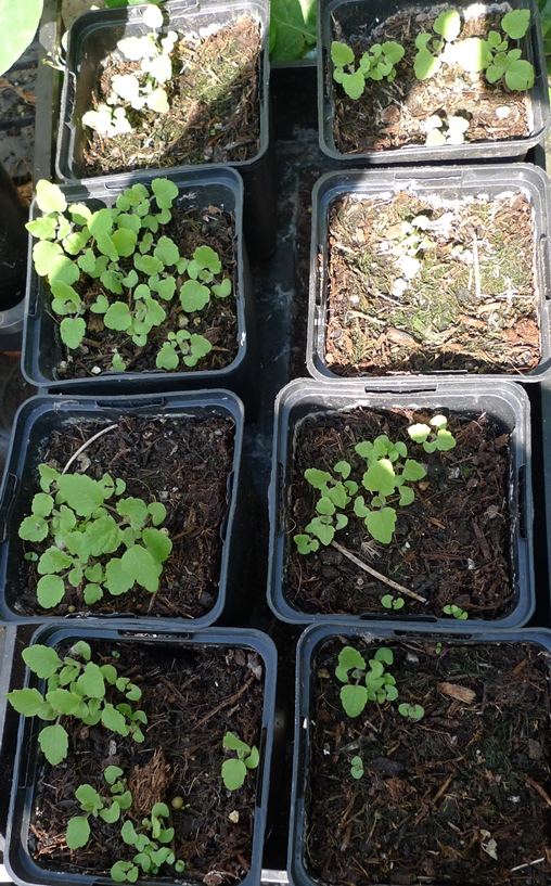 nepeta seedlings