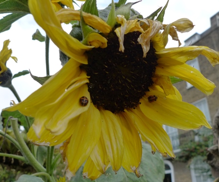 sunflower with ladybirds