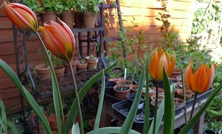 whittlalii and Little Princess tulips
