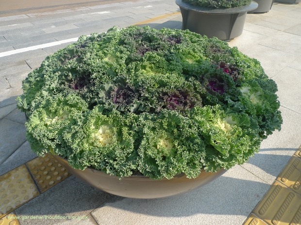 ornamental cabbage Seoul