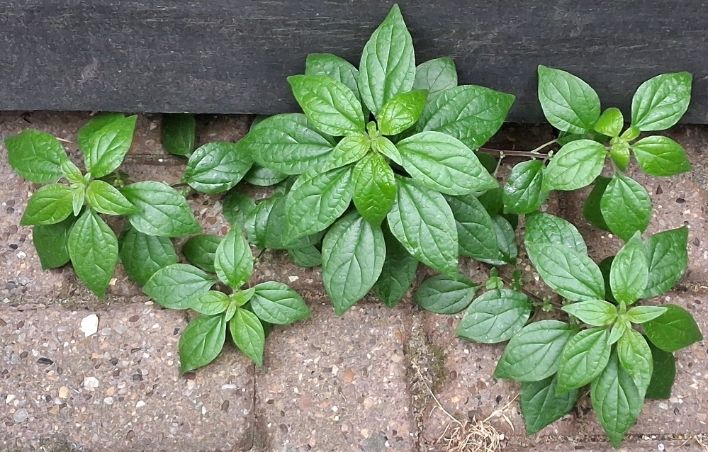 pellitory-of-the-wall