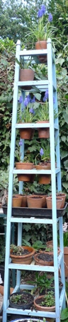 muscari on a plant stand