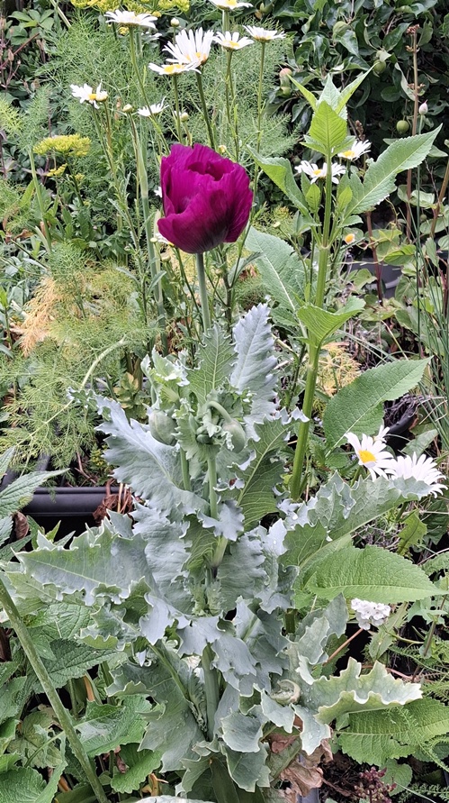 laurens grape poppy