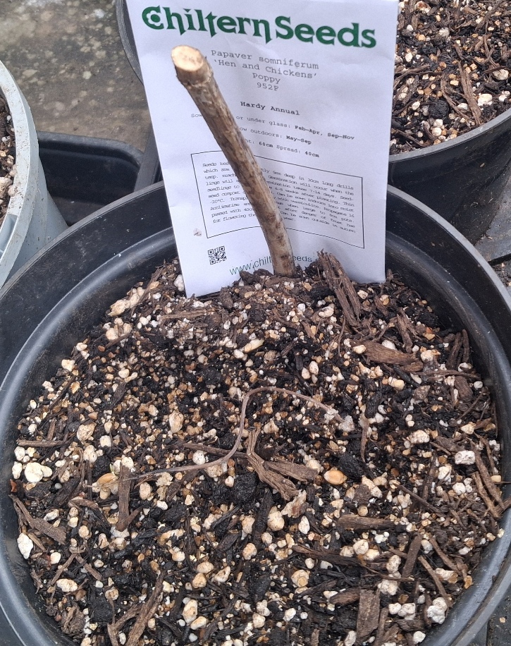 poppy hens and chickens 