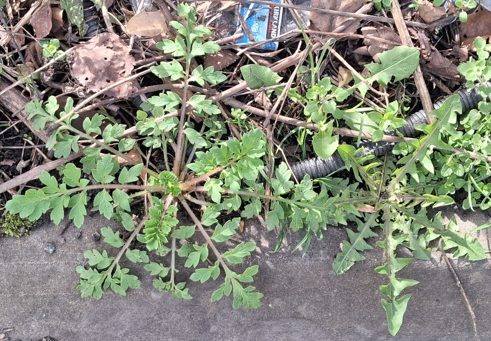 papaver dubium long-headed poppy