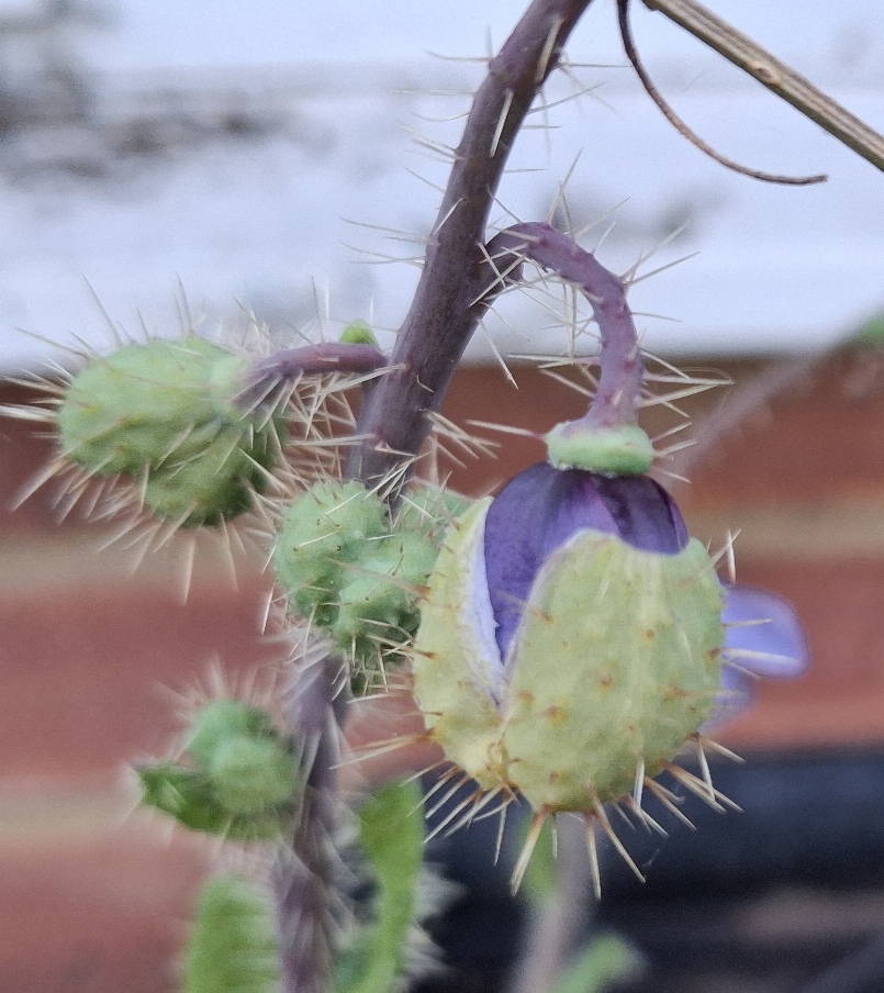 prickly blue poppy meconopsis horridula bud