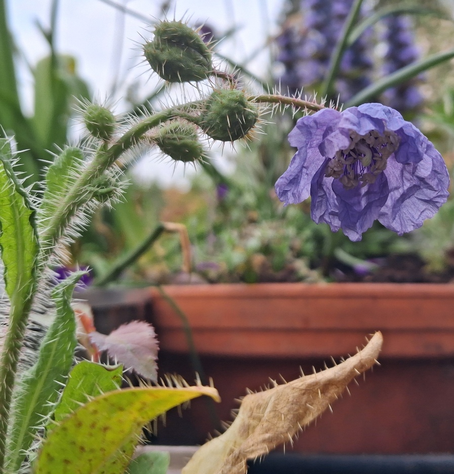 prickly blue poppy Meconopsis horridula