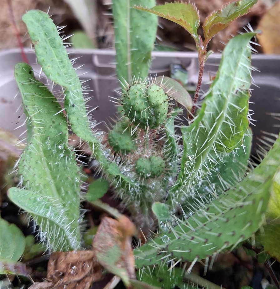 prickly blue poppy Meconopsis horridula
