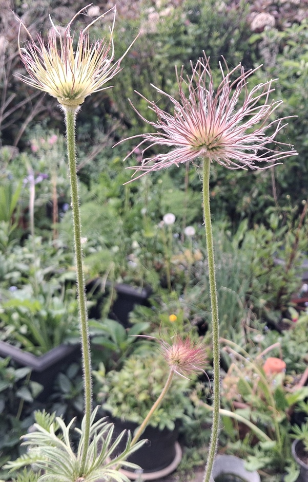 pulsatilla seedheads
