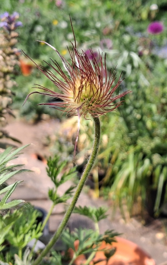 pulsatilla seedsheads