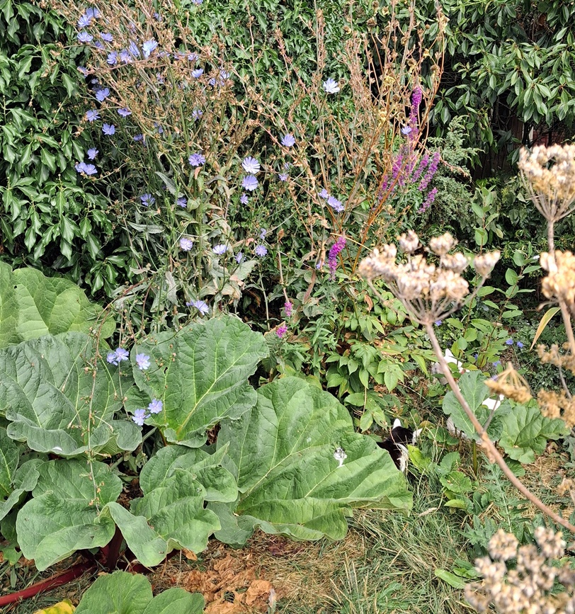purple loosestrife