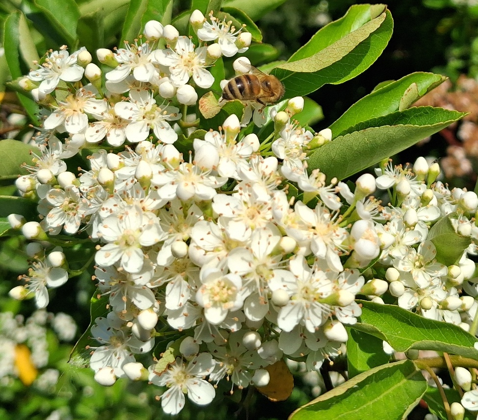 pyracantha bee