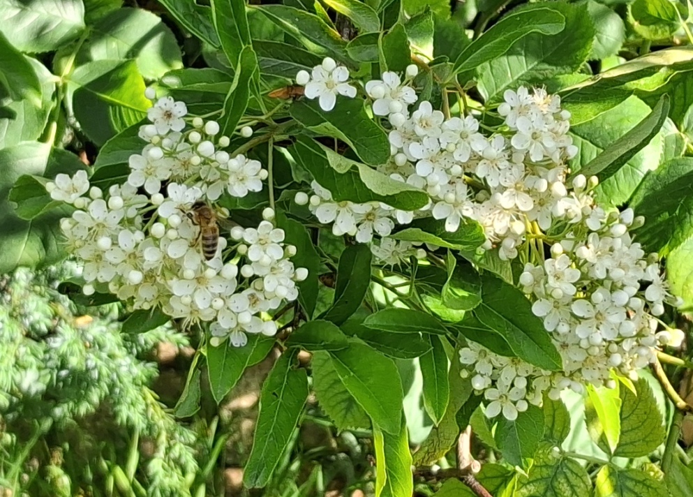 pyracantha bee