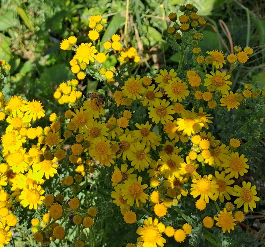 ragwort with bee
