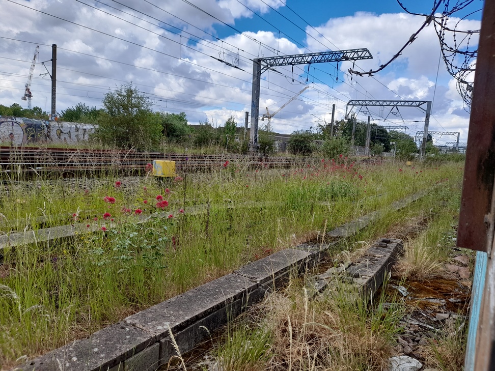 railway line wildflowers