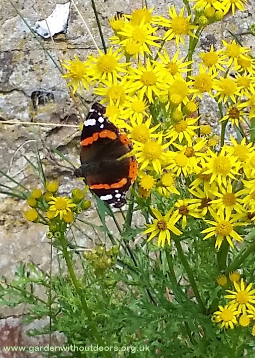 red admiral butterfly on ragwort