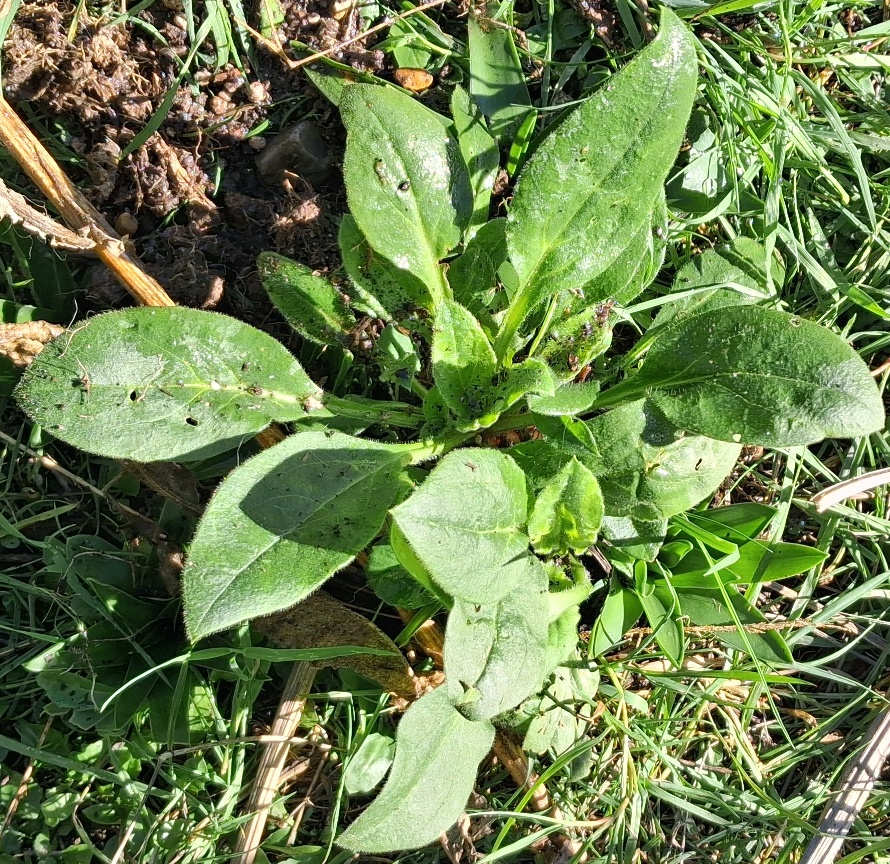 red campion seedling rosette