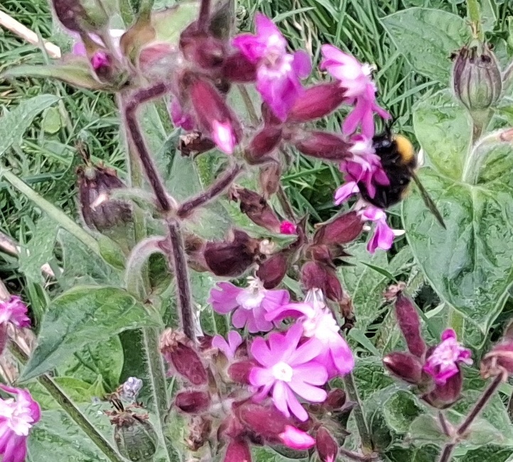 red campion with bee
