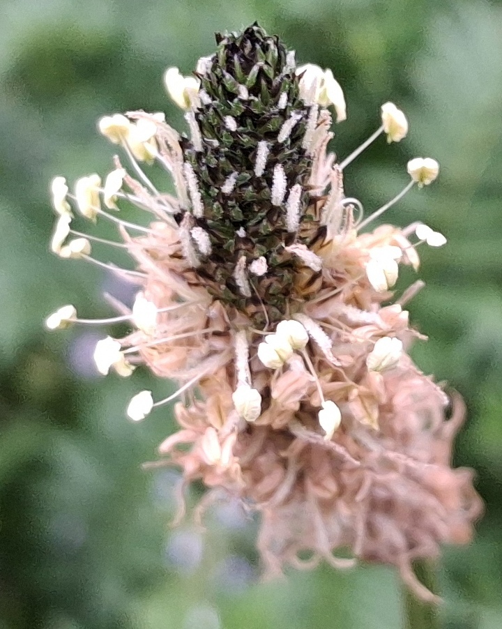 ribwort plantain