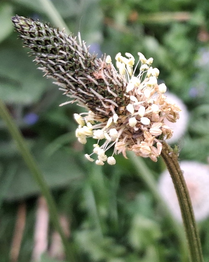 ribwort plantain