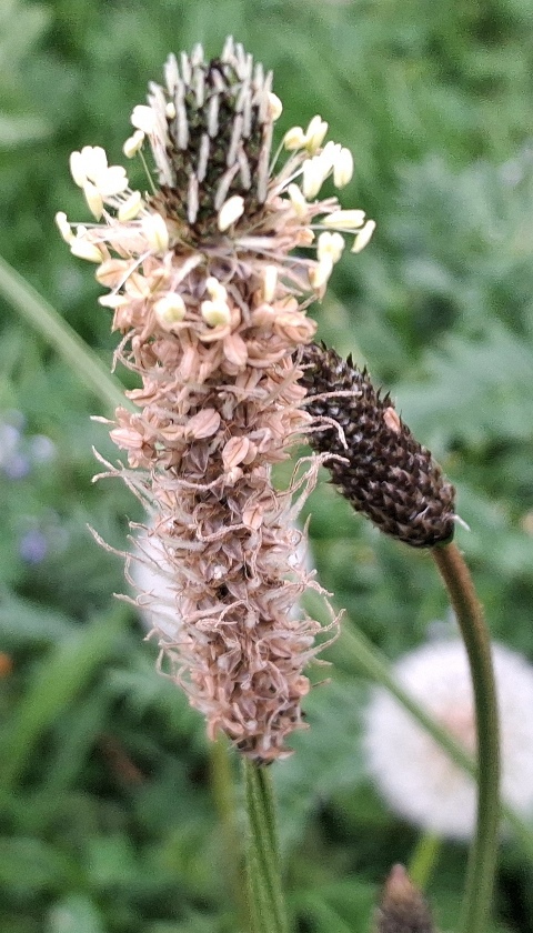 ribwort plantain