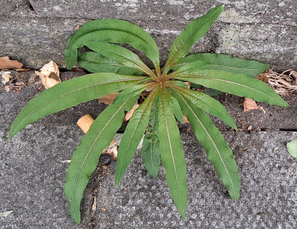 rosebay willowherb
