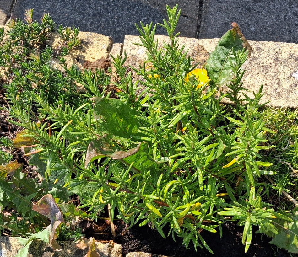 rosemary