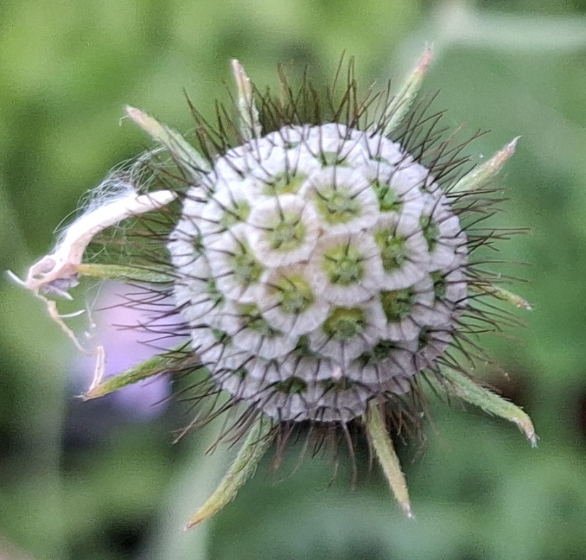 scabious
