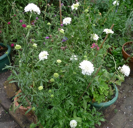 scabious House's Novelty
