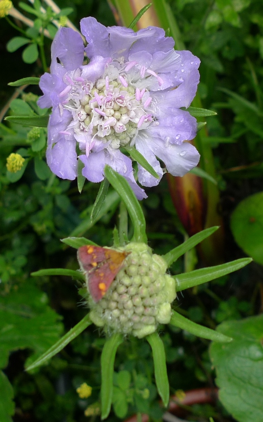 mint moth on scabious buds