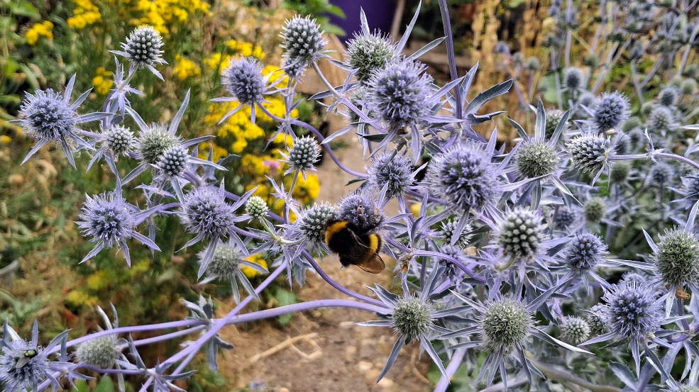 sea holly with bee