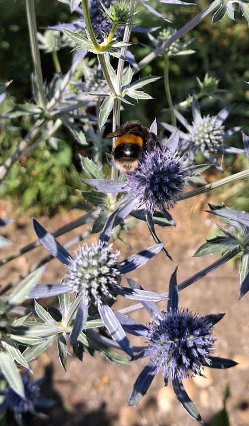sea holly with bee