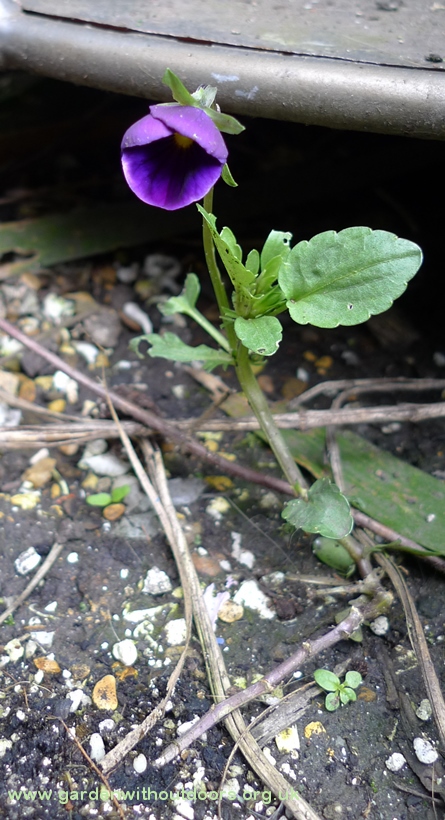 self-seeded viola