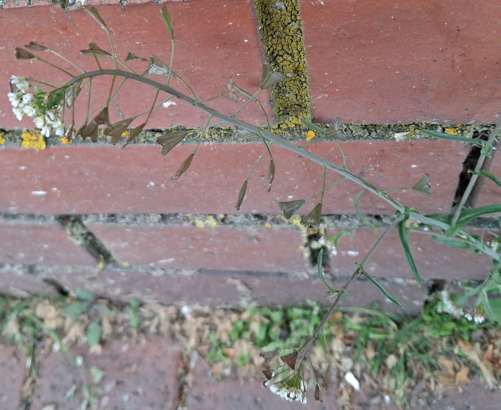 thale cress arabidopsis thaliana