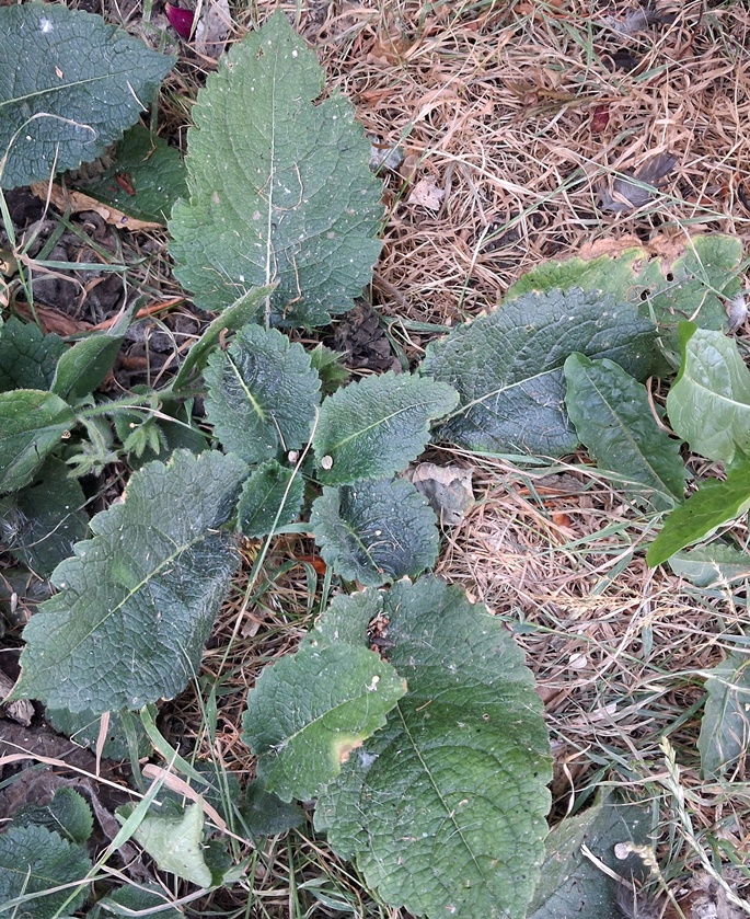Dipsacus pilosus small teasel
