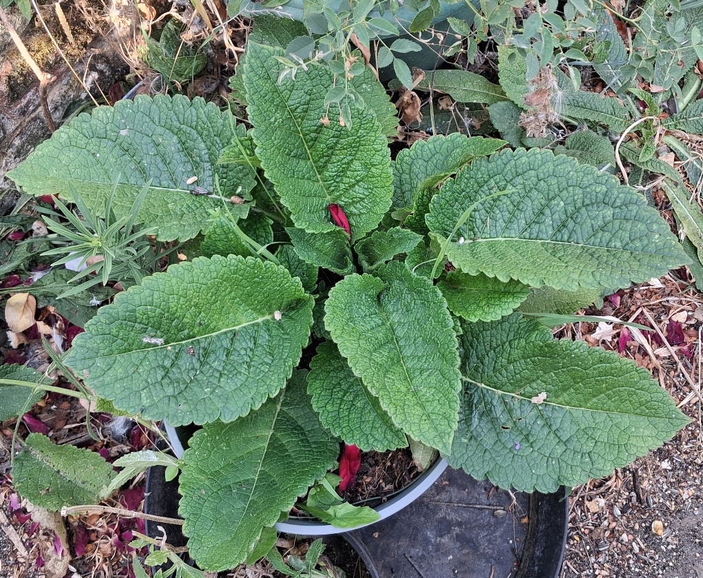 small teasel Dipsacus pilosus