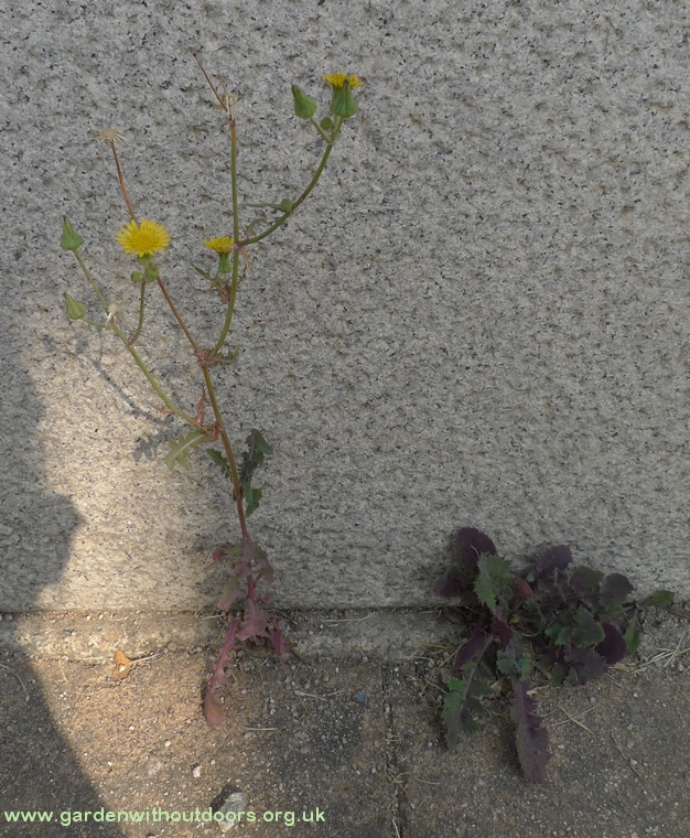 smooth sow thistle seoul