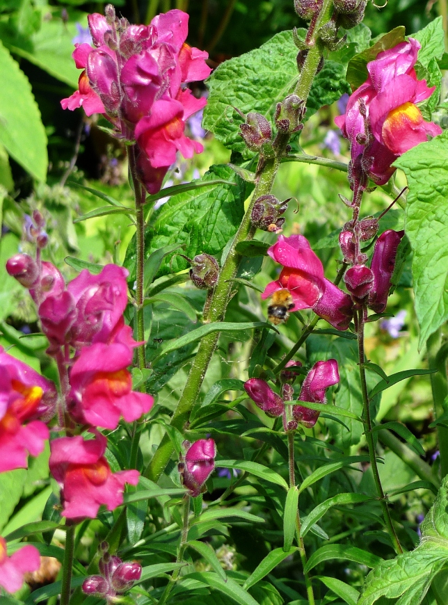 snapdragon with bee