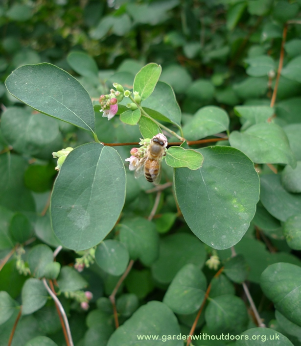 snowberry with bee