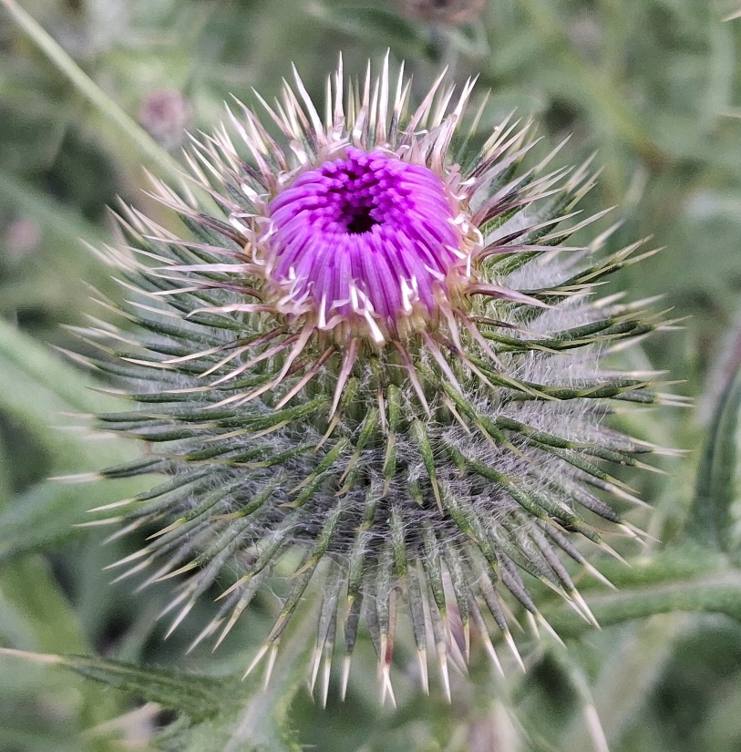 spear thistle bud