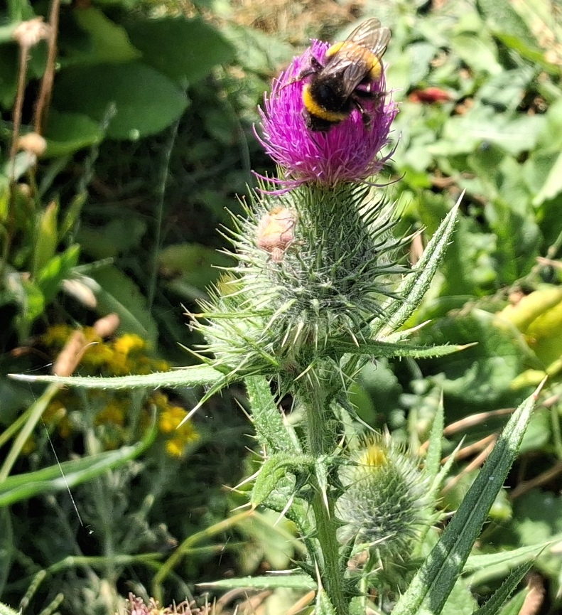 spear thistle cirsium vulgare