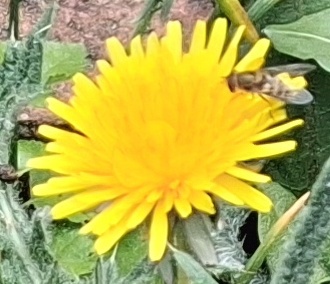 dandelion hoverfly