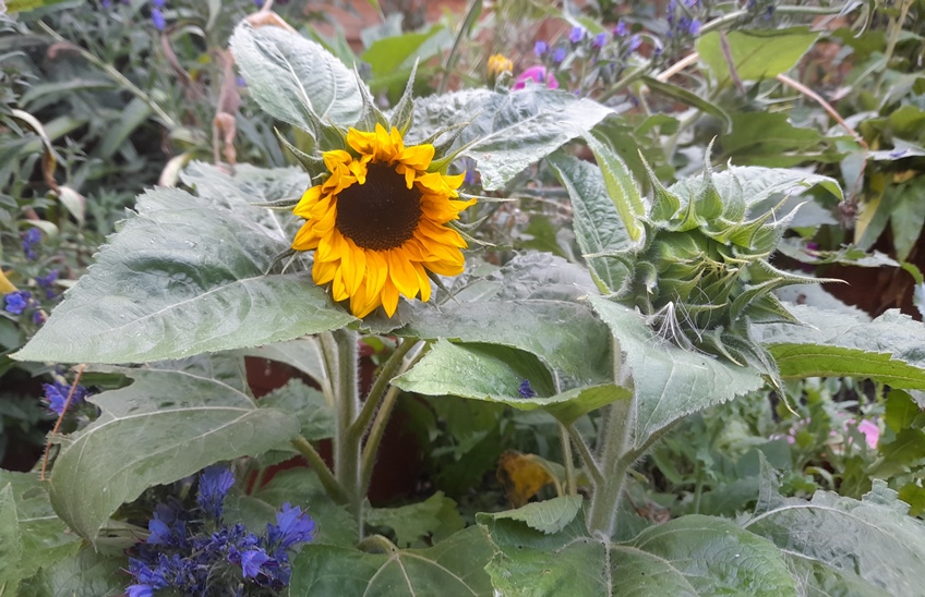 sunflower little dorrit